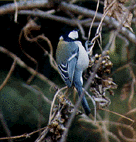 Vogel plaatjes Mees 