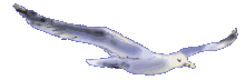 Meeuwen Vogel plaatjes 