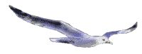 Meeuwen Vogel plaatjes 