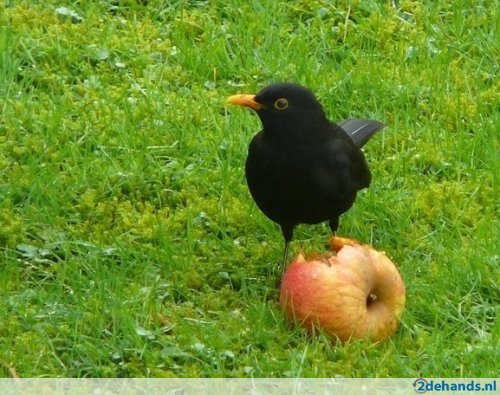 Vogel plaatjes Merel 