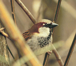 Vogel plaatjes Mussen 