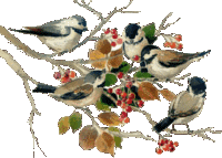 Vogel plaatjes Overige vogels 