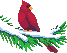 Vogel plaatjes Overige vogels 