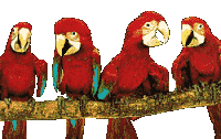 Papegaaien Vogel plaatjes 