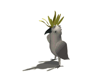 Papegaaien Vogel plaatjes 
