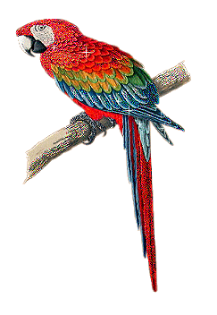 Papegaaien Vogel plaatjes 