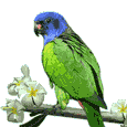 Vogel plaatjes Parkieten 