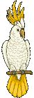 Vogel plaatjes Parkieten 