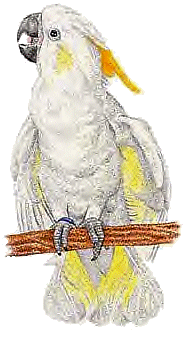 Vogel plaatjes Parkieten 