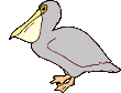 Vogel plaatjes Pelikanen 