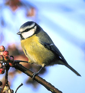 Vogel plaatjes Pimpelmeesje 