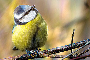 Vogel plaatjes Pimpelmeesje 