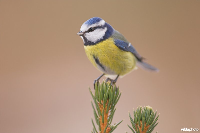 Vogel plaatjes Pimpelmeesje 