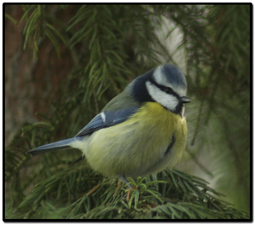 Vogel plaatjes Pimpelmeesje 