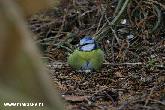 Vogel plaatjes Pimpelmeesje 