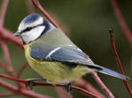 Vogel plaatjes Pimpelmeesje 