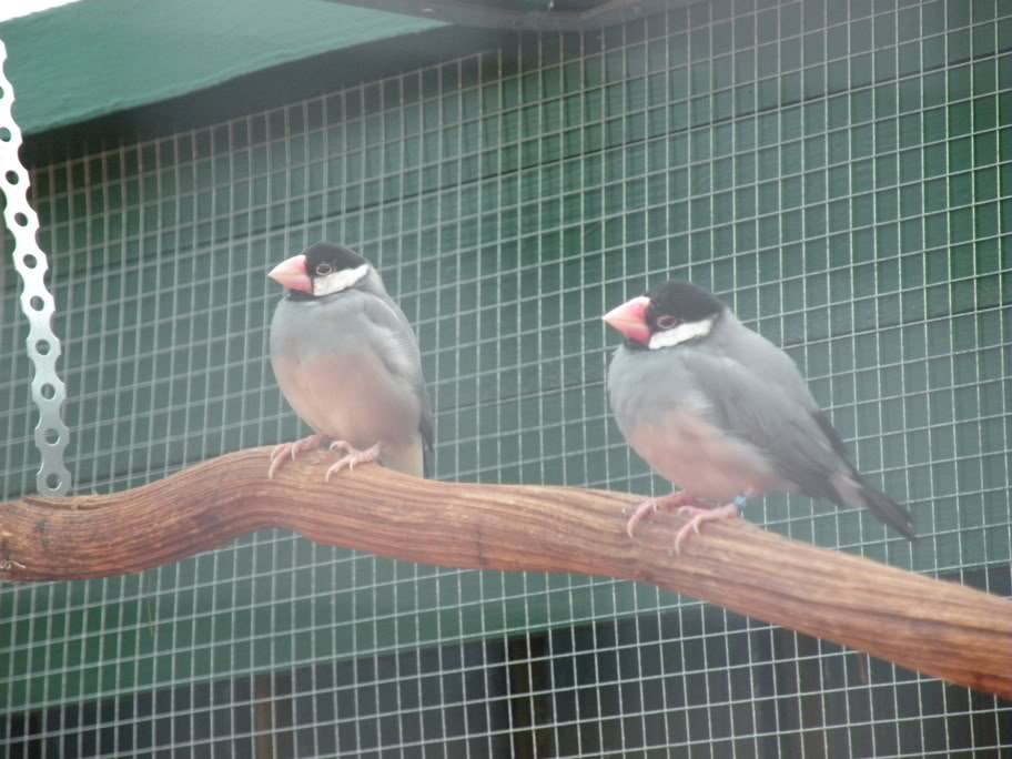 Vogel plaatjes Rijstvogel 