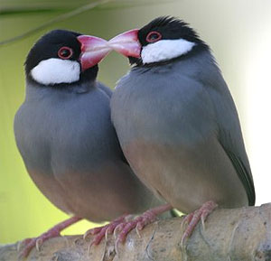 Vogel plaatjes Rijstvogel 