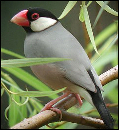 Vogel plaatjes Rijstvogel 