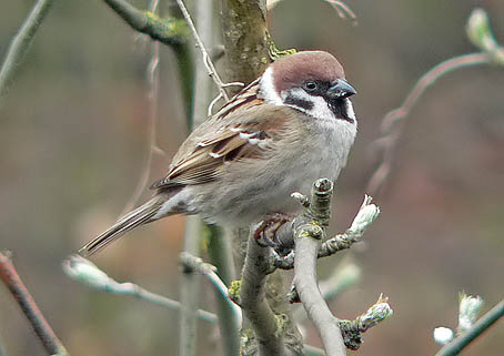 Vogel plaatjes Ringmus 