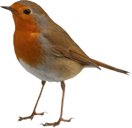 Vogel plaatjes Roodborstje 