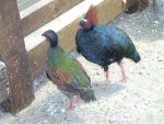 Vogel plaatjes Roul roul 