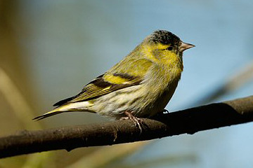 Vogel plaatjes Sijsje 