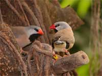 Vogel plaatjes Spitstaartjes 