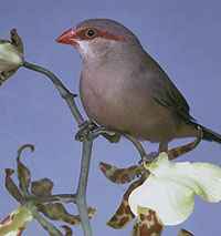 Vogel plaatjes Spitstaartjes 