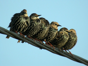 Vogel plaatjes Spreeuwen 