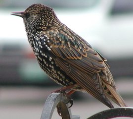 Vogel plaatjes Spreeuwen 