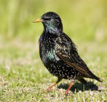 Vogel plaatjes Spreeuwen 