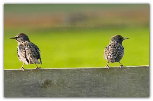 Vogel plaatjes Spreeuwen 