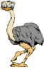 Vogel plaatjes Struisvogel 