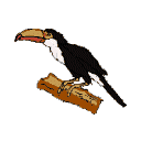 Vogel plaatjes Toekan 