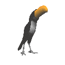 Vogel plaatjes Toekan 