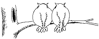 Uilen Vogel plaatjes 