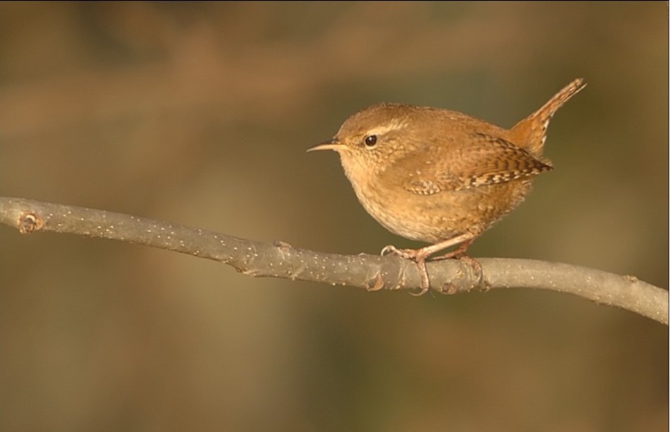 Vogel plaatjes Winterkoninkje 