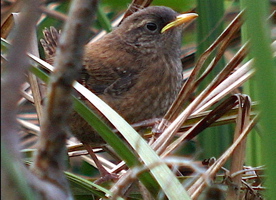 Vogel plaatjes Winterkoninkje 