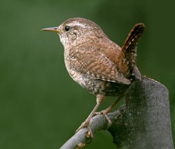 Vogel plaatjes Winterkoninkje 