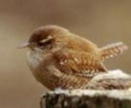 Vogel plaatjes Winterkoninkje 