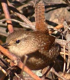 Vogel plaatjes Winterkoninkje 