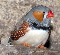 Vogel plaatjes Zebravinken 