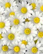 Bloemen Wallpapers Iphone 