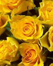 Bloemen Wallpapers Iphone 