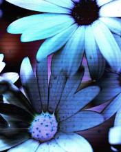 Bloemen Wallpapers Iphone 