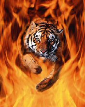 Dieren Wallpapers Iphone 