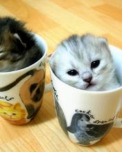 Dieren Wallpapers Iphone 