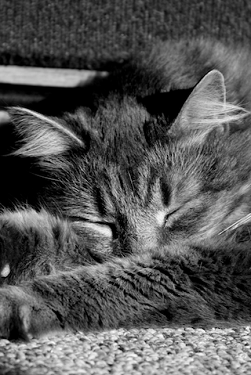 Katten en poezen Wallpapers Iphone 