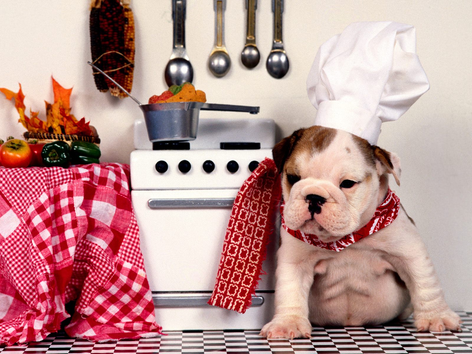 Honden Wallpapers 